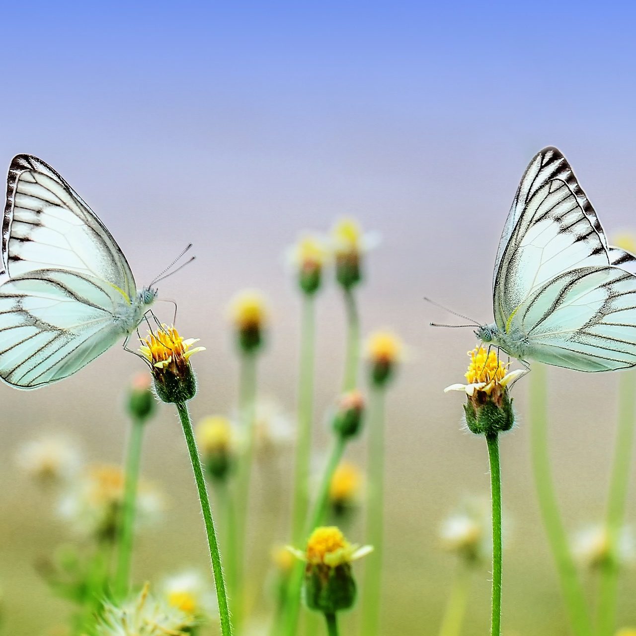 cropped-butterfly-1127666_1920-1.jpg